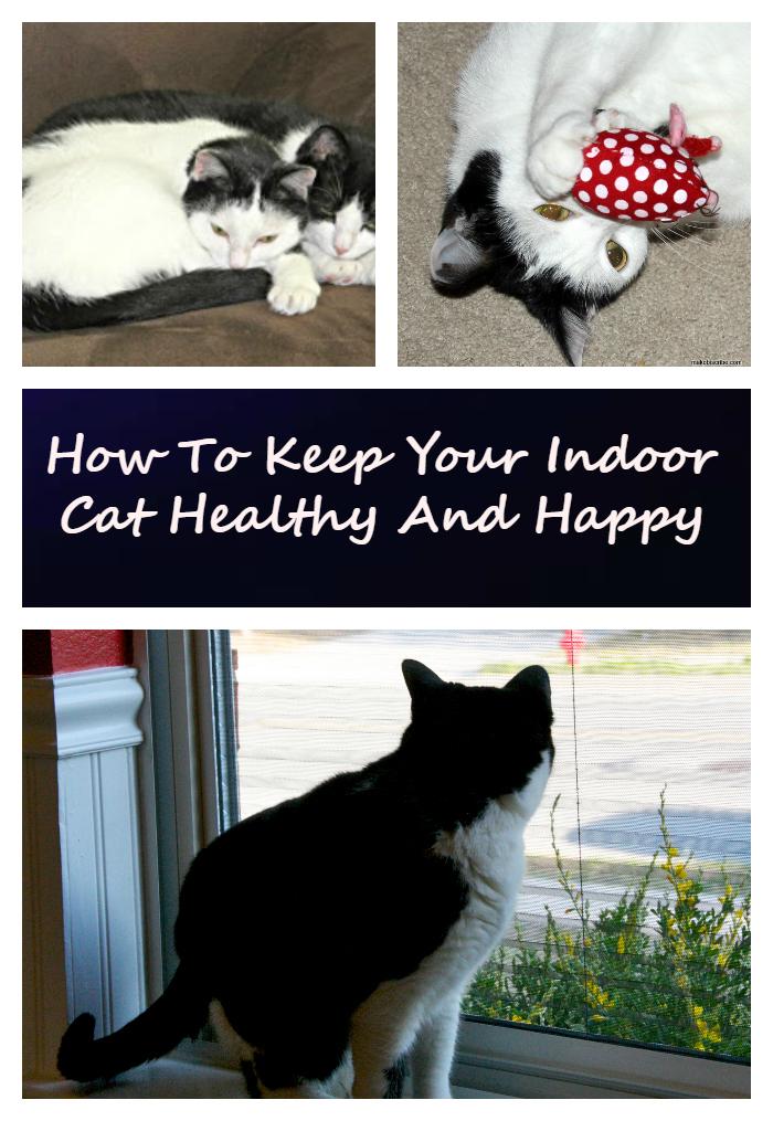 Are you a cat parent?e My Meep and Hazel fill my heart with love. To keep them satisfied, I came up with these tips on how to keep your indoor cat healthy and happy #spon